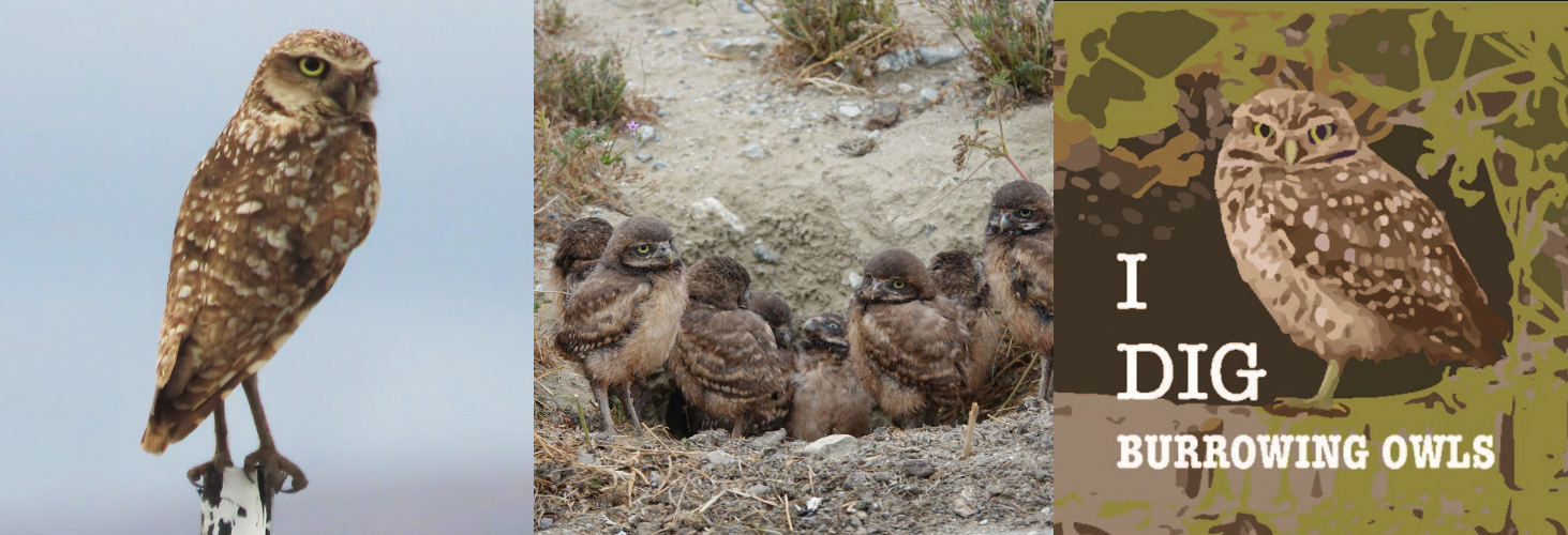 Burrowing Owls by Palmer New 9781682034040 Fast Free Shipping..